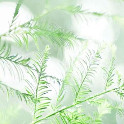 烈焰传奇sf手机变态服下载